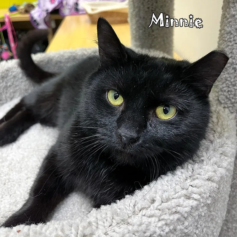 Minnie @ Pet Supplies thumbnail 3