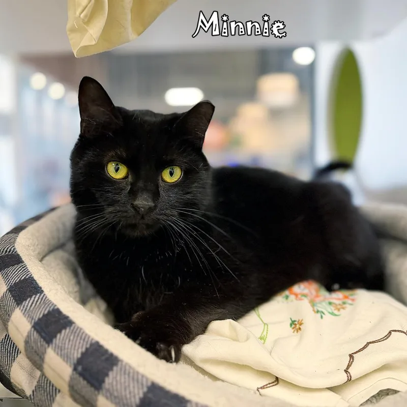 Minnie @ Pet Supplies thumbnail 4