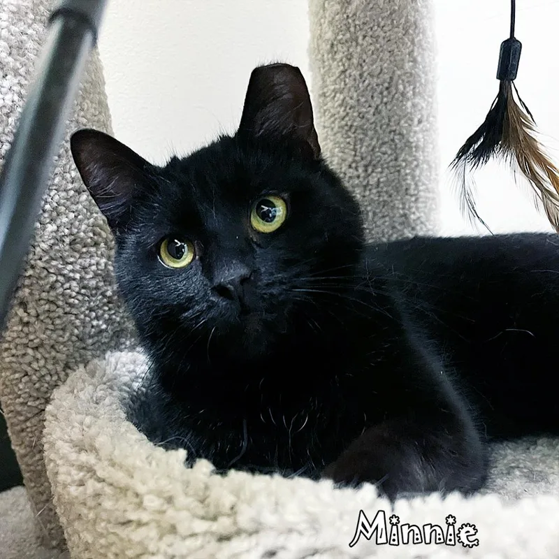 Minnie @ Pet Supplies thumbnail 5