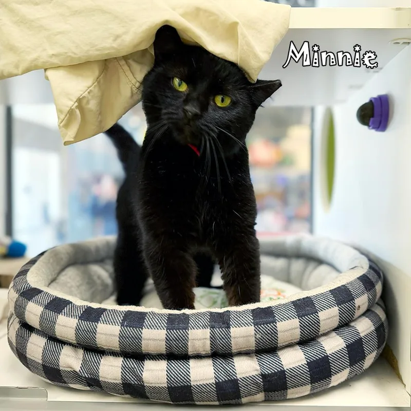 Minnie @ Pet Supplies thumbnail 6