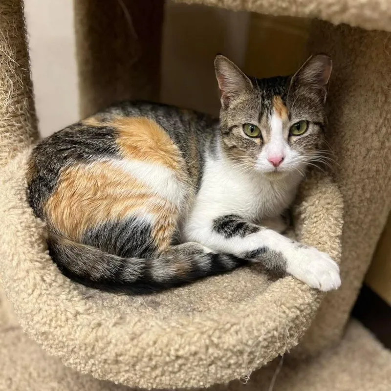 Kat @pawz Pet Cafe thumbnail 3