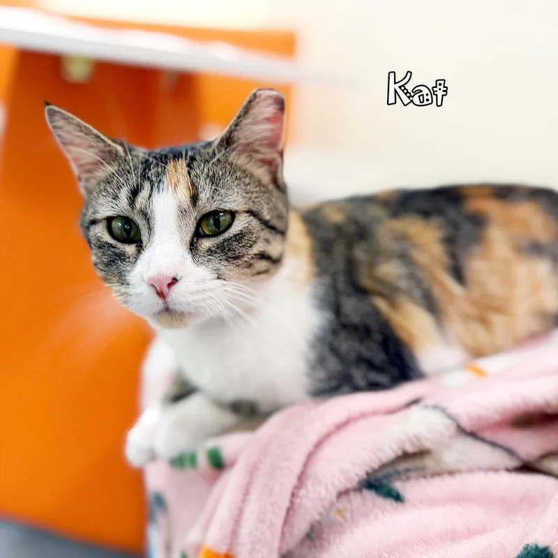 Kat @pawz Pet Cafe thumbnail 4