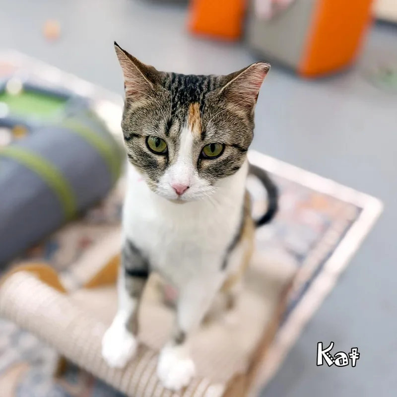 Kat @pawz Pet Cafe thumbnail 5