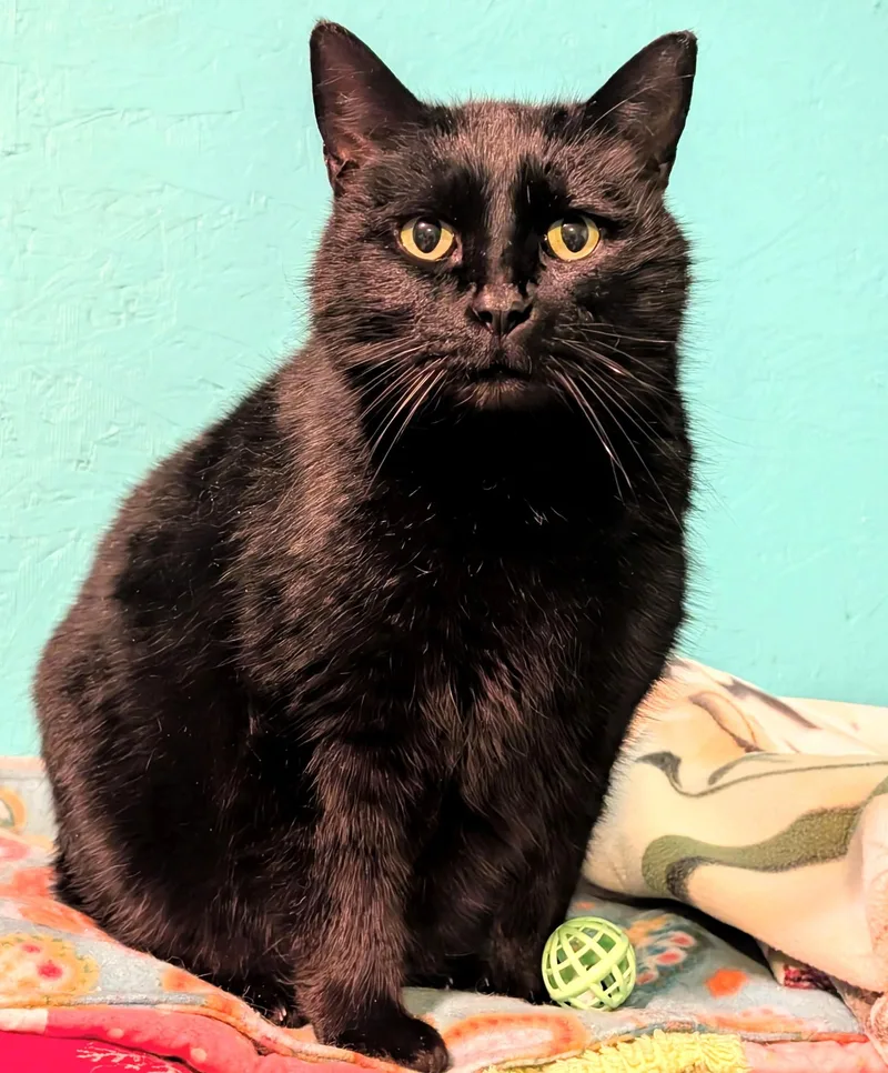 Chester: Super Lovable Manx! thumbnail 2