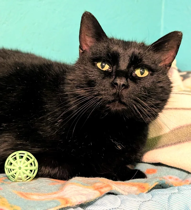 Chester: Super Lovable Manx! thumbnail 3