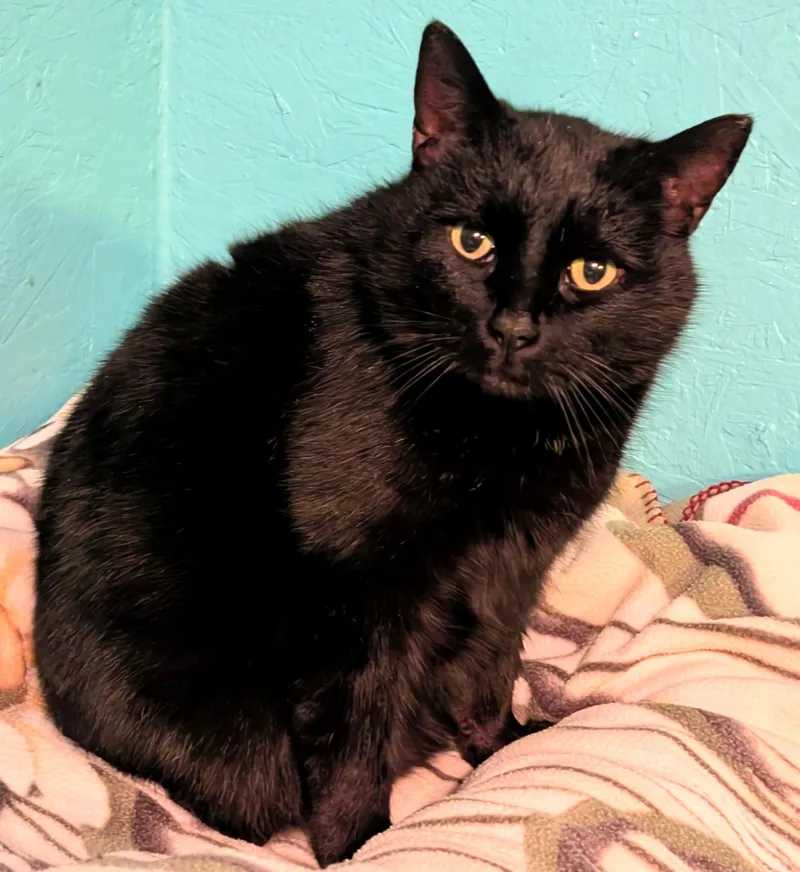 Chester: Super Lovable Manx! thumbnail 4