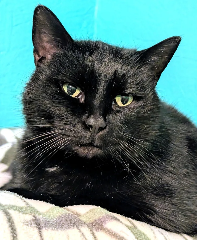 Chester: Super Lovable Manx! thumbnail 5