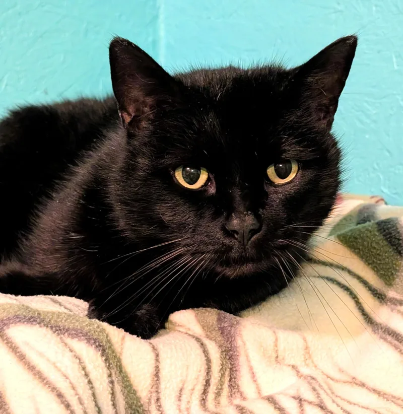 Chester: Super Lovable Manx! thumbnail 6