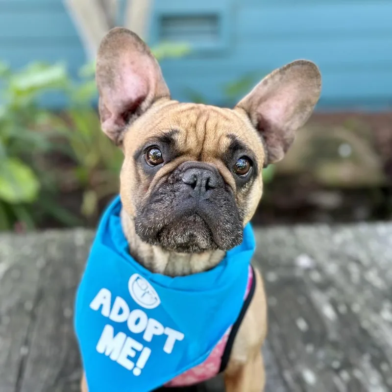 Shortbread thumbnail 2