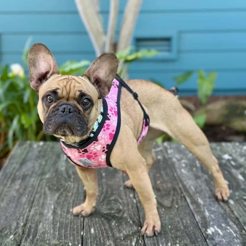 Shortbread thumbnail 4