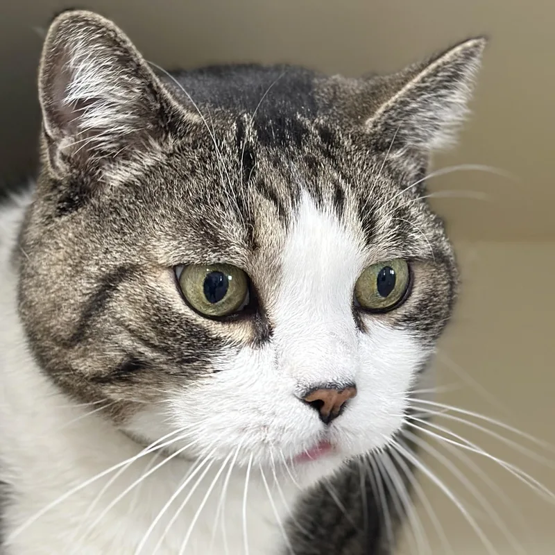 A senior extra large-sized male Tabby (Brown / Chocolate) Domestic Short Hair cat named Lord Byron for adoption in Victor, NY