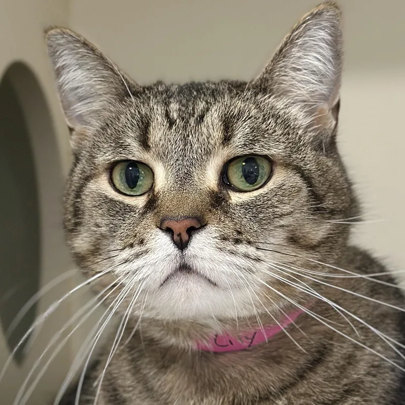 A senior large-sized female Tabby (Brown / Chocolate) Domestic Short Hair cat named Princess Tiger Lilly for adoption in Victor, NY