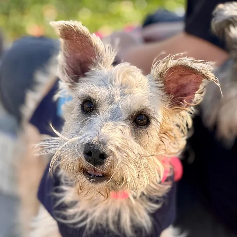 Heather  Chino Hills