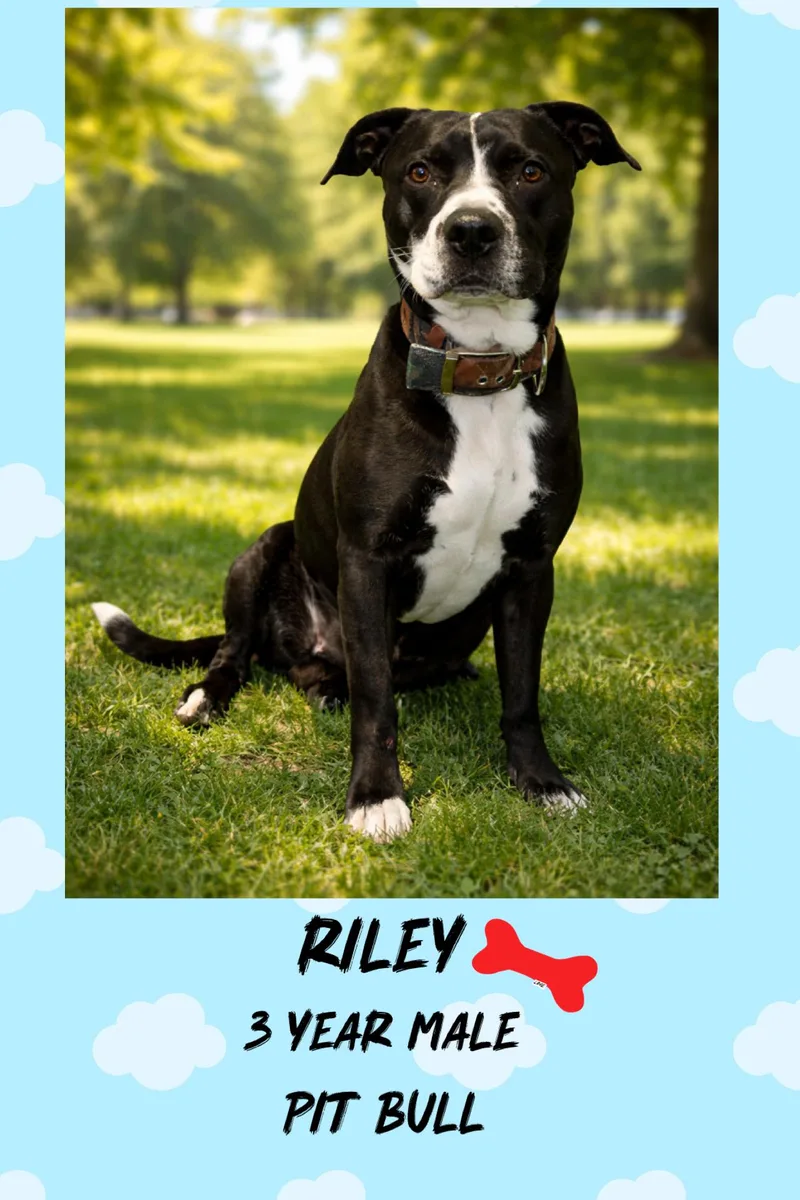 Riley  – 