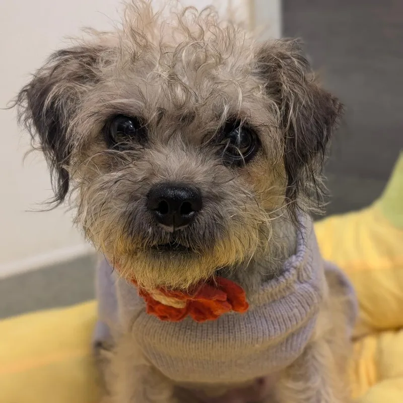 Penelope City Of Industry thumbnail 2