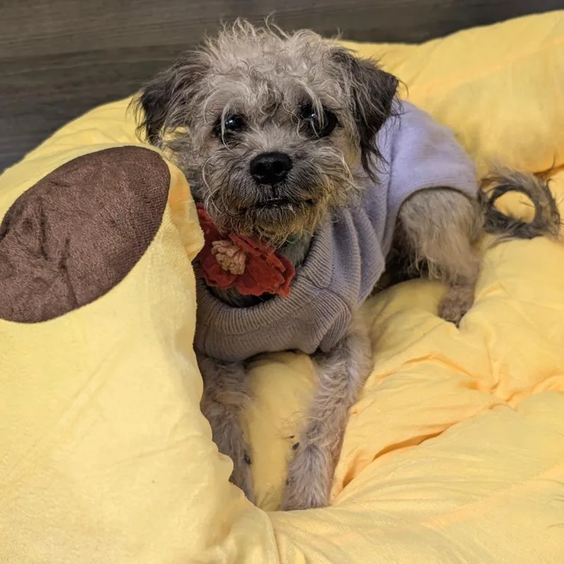 Penelope City Of Industry thumbnail 3