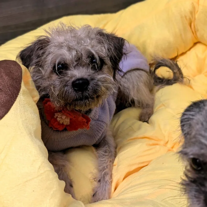 Penelope City Of Industry thumbnail 6