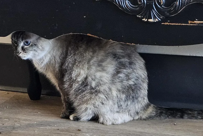 Pushkin Front Declawed thumbnail 2