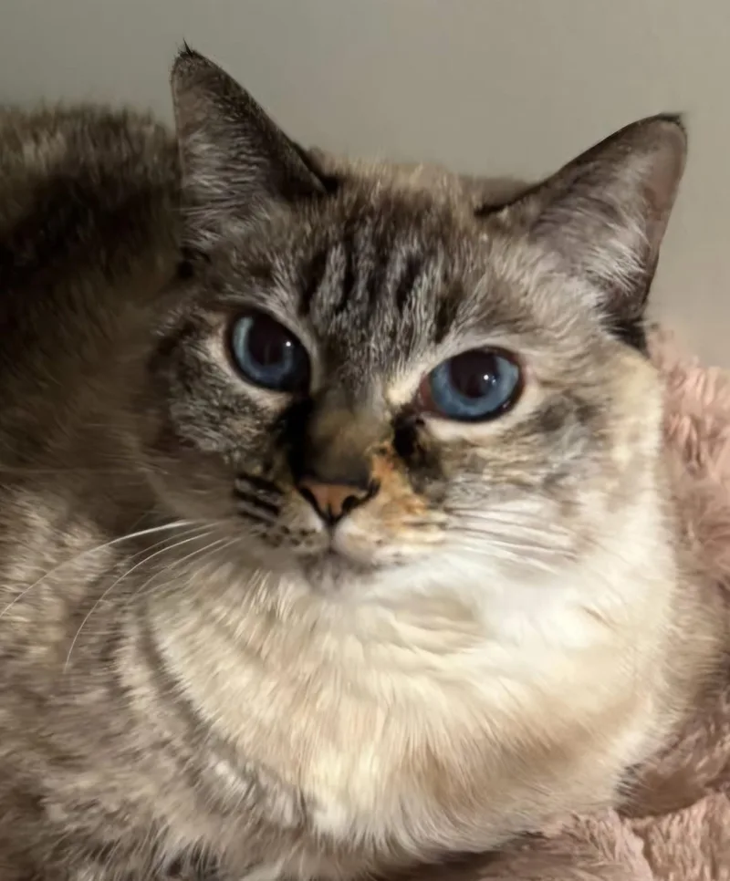 Pushkin Front Declawed thumbnail 3