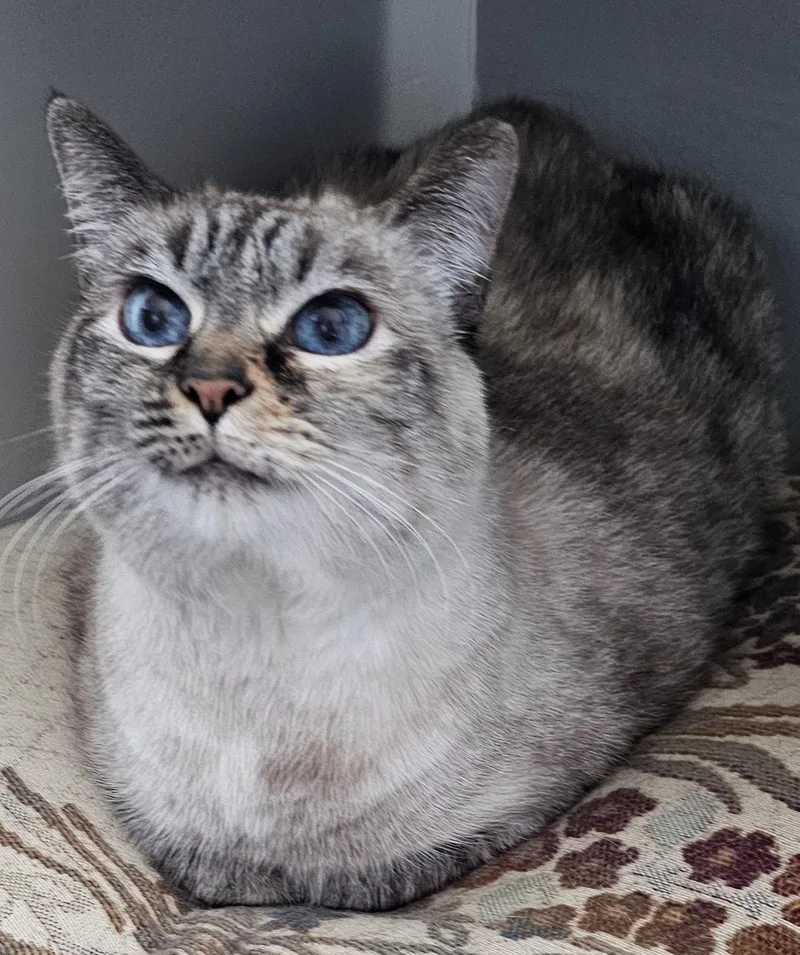 Pushkin Front Declawed