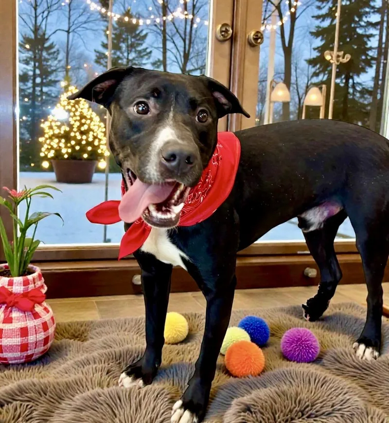 Maverick thumbnail 3