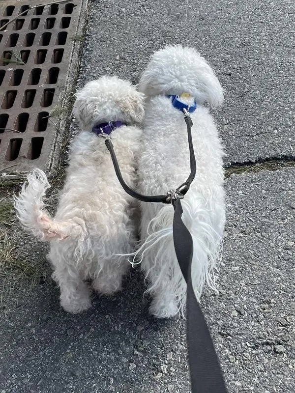 Blizzard And Sunshine thumbnail 3