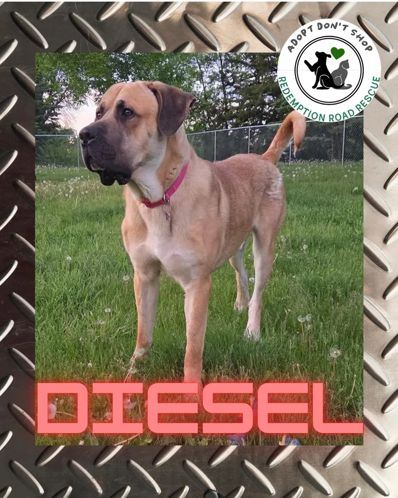Diesel thumbnail 2