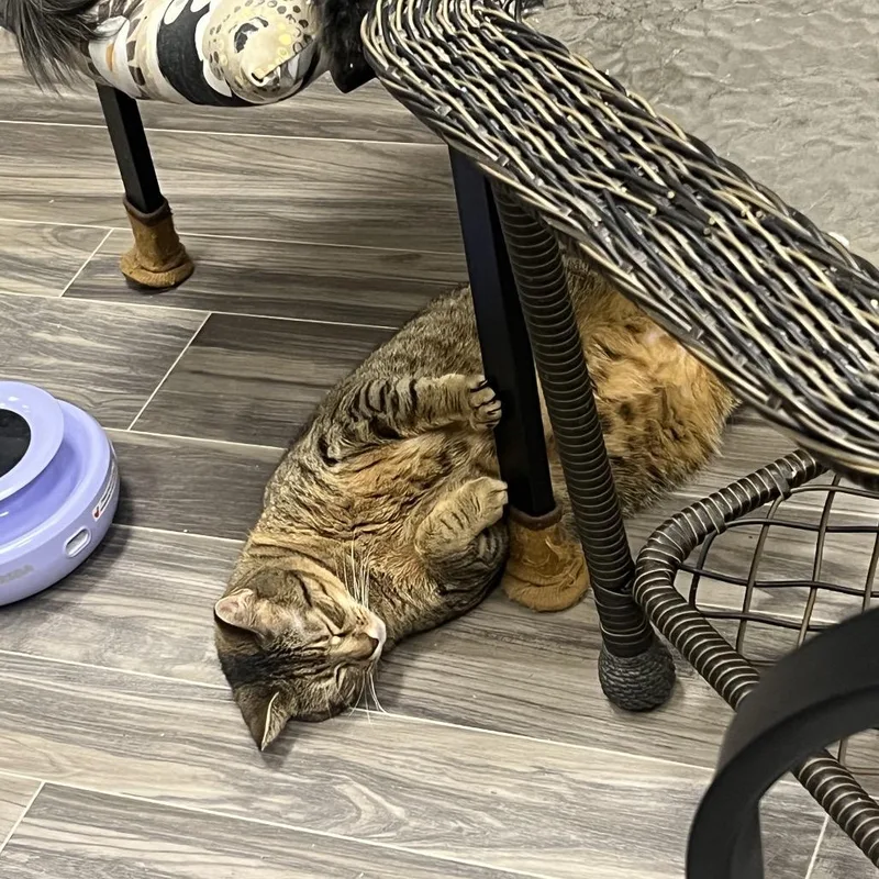 Cinnamon thumbnail 2