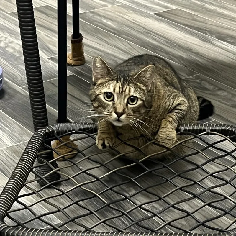 Cinnamon thumbnail 3