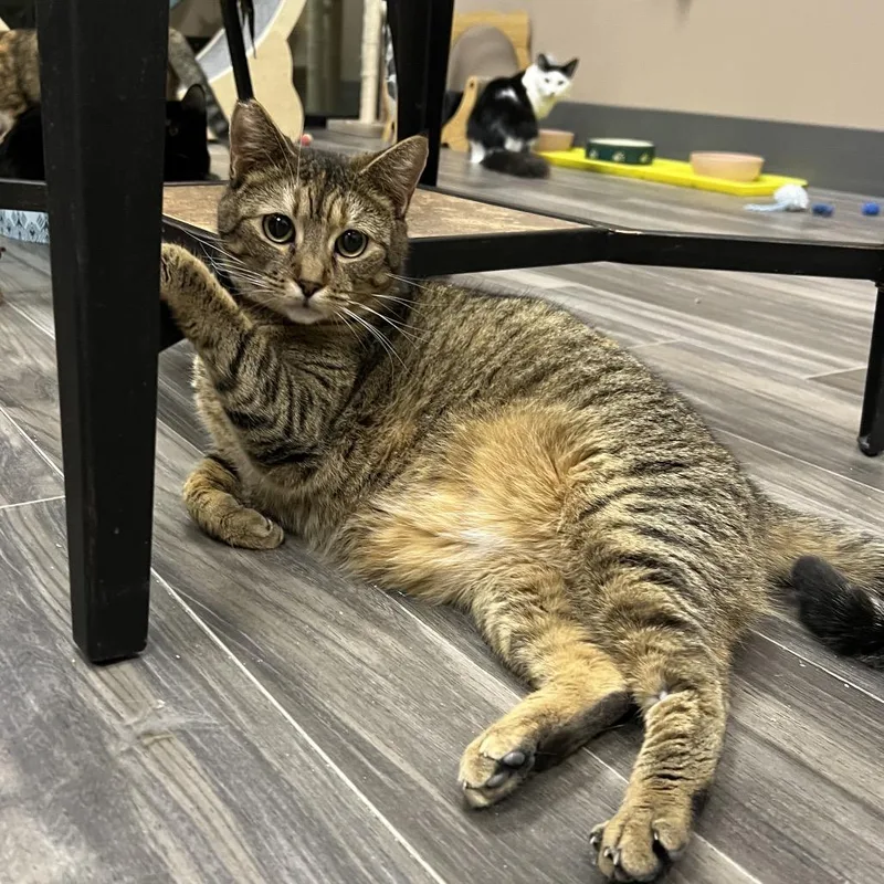 Cinnamon thumbnail 4