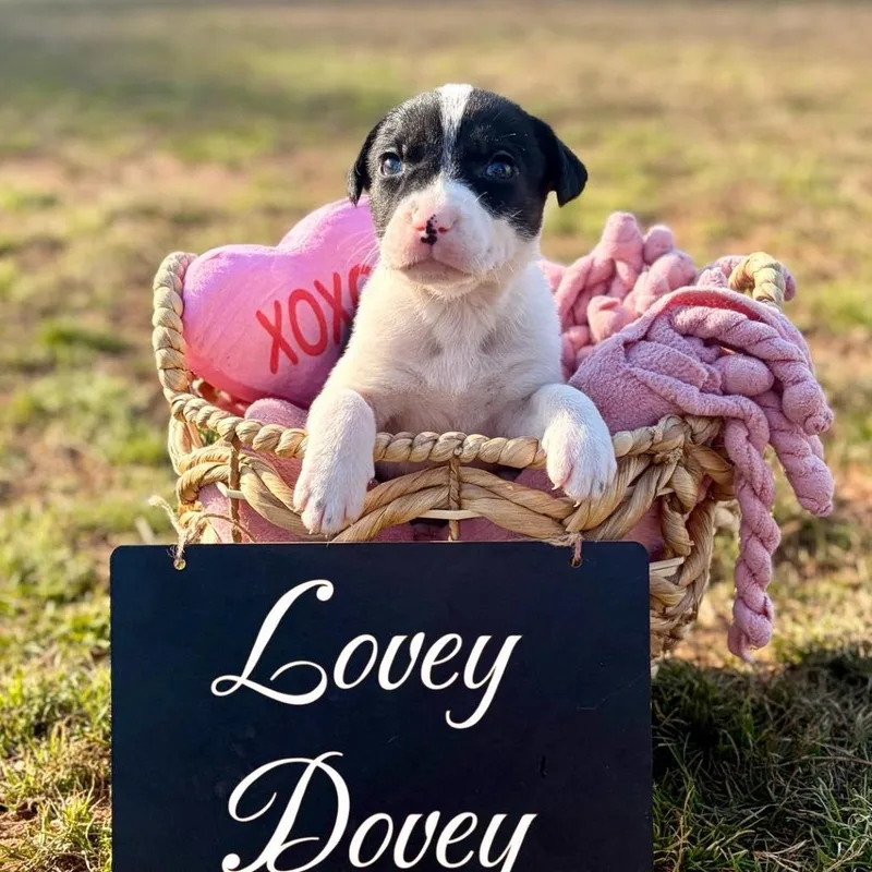 Lovey Dovey thumbnail 2