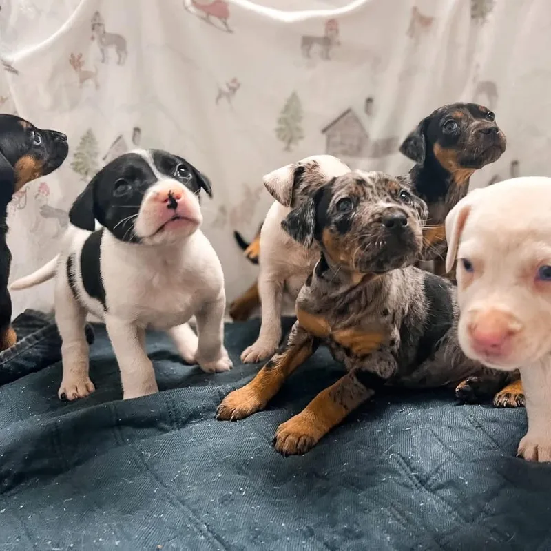 Lovey Dovey thumbnail 3