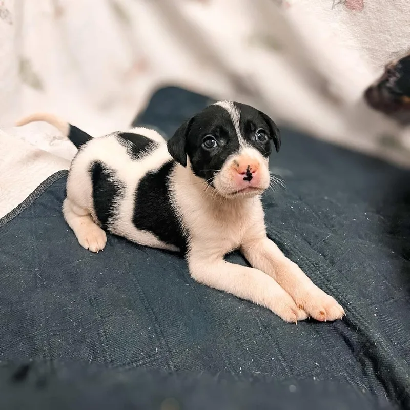 Lovey Dovey thumbnail 4