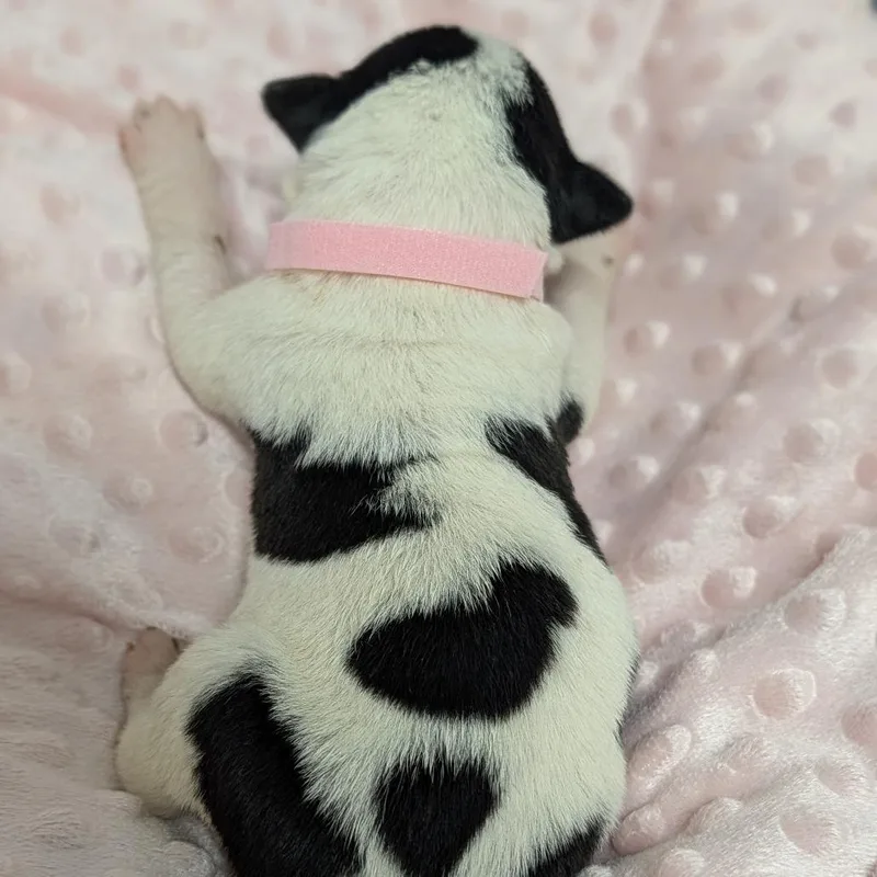 Lovey Dovey thumbnail 5