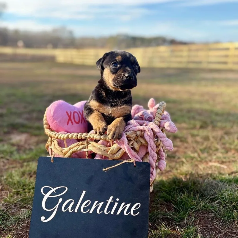 Galentine thumbnail 2