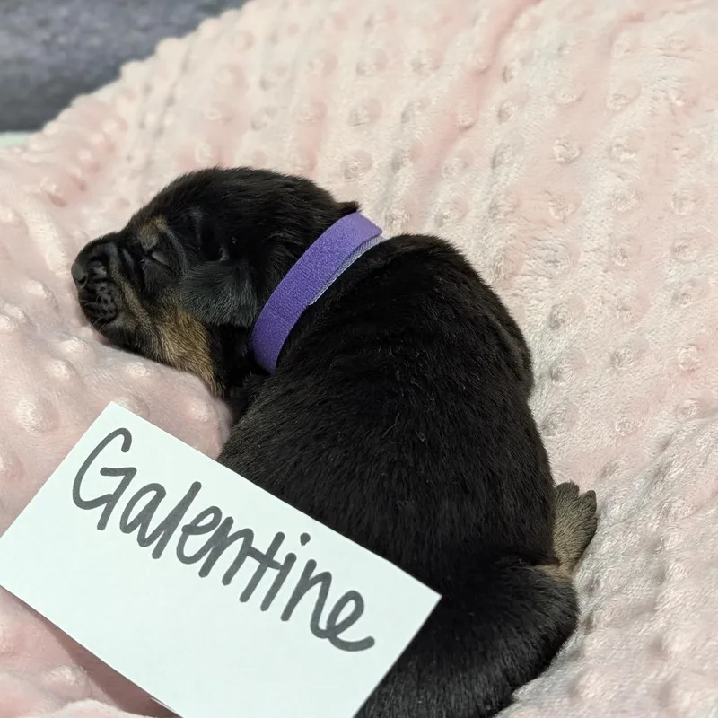 Galentine thumbnail 3