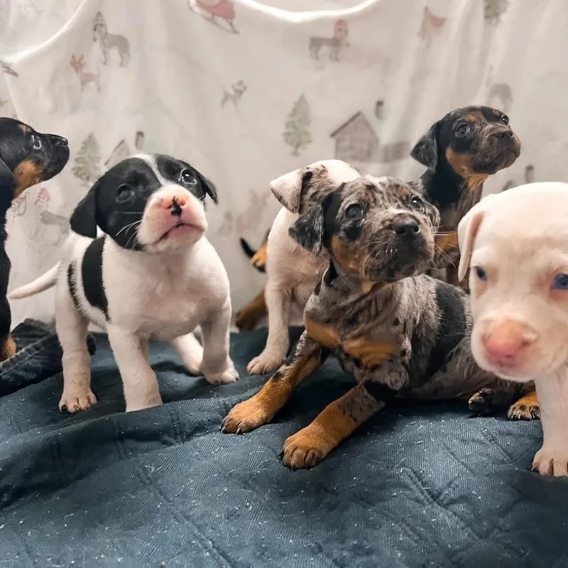 Galentine thumbnail 4