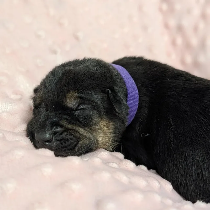 Galentine thumbnail 5