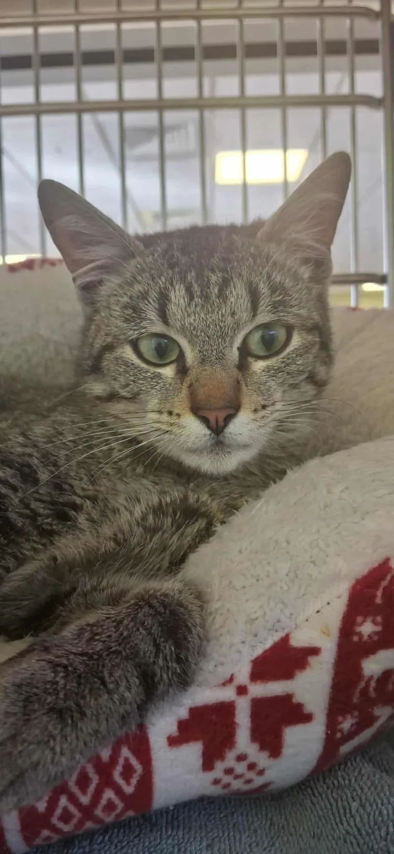 Torrente thumbnail 2