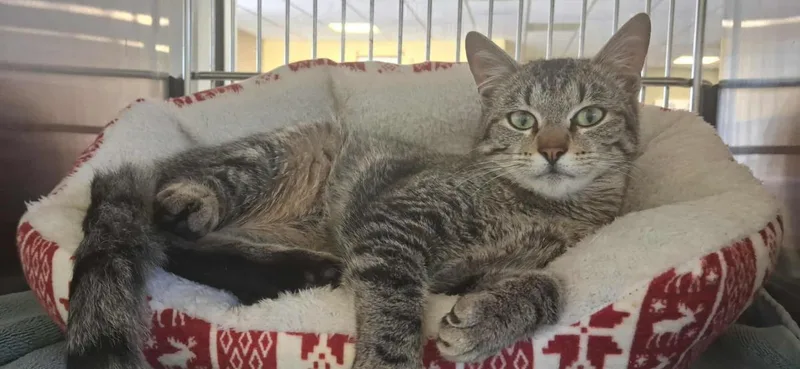 Torrente thumbnail 3