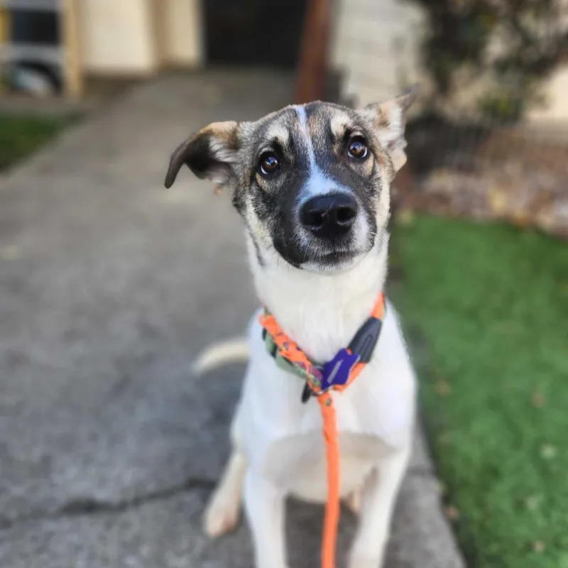 Bad Bunny thumbnail 2