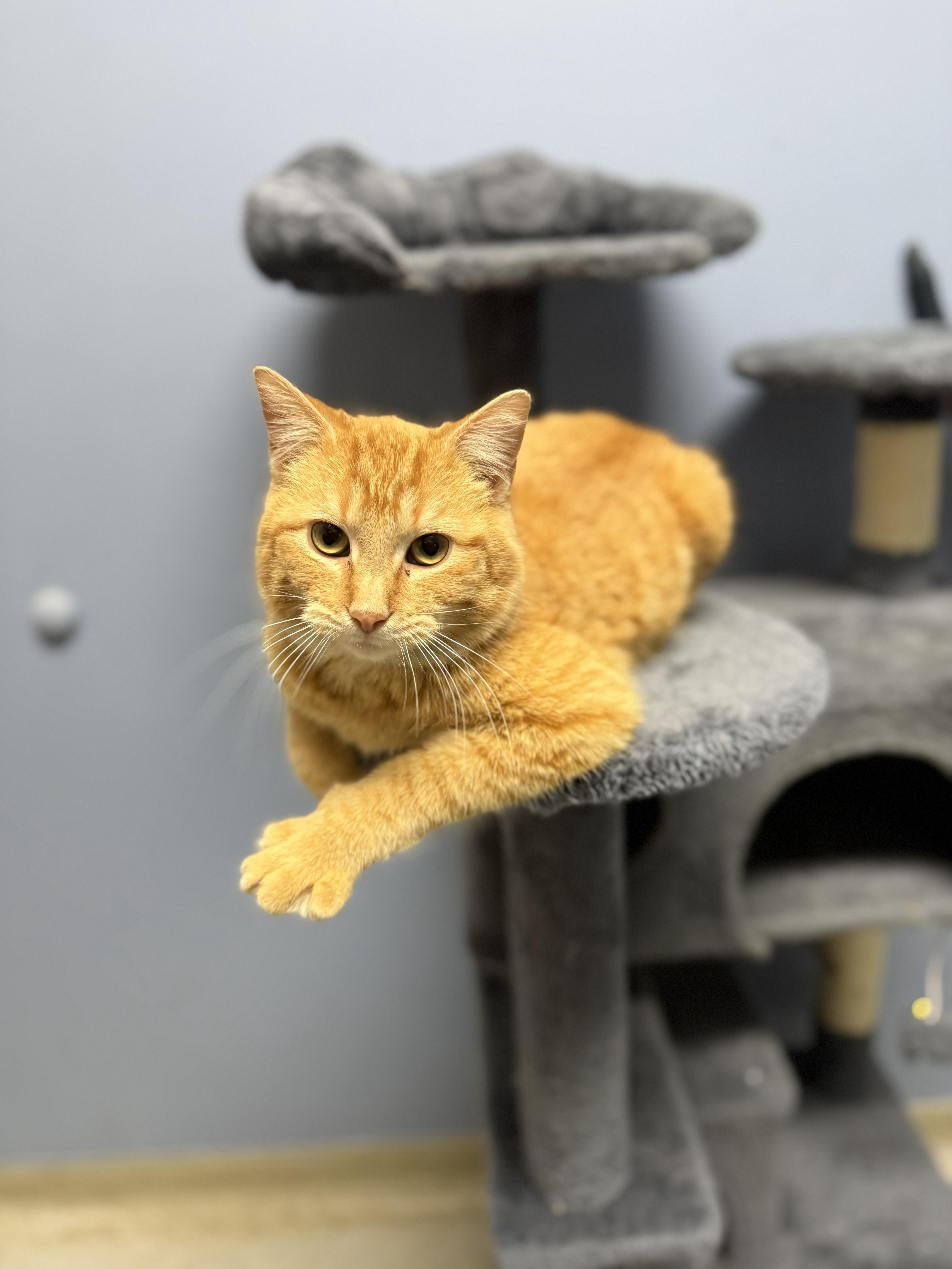 A young medium-sized male Orange / Red Domestic Short Hair cat named Striker for adoption in Rock Falls, IL