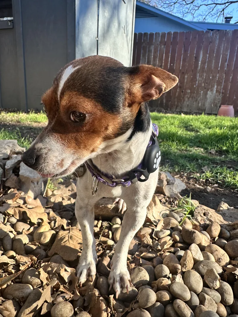 Penny Lane thumbnail 2