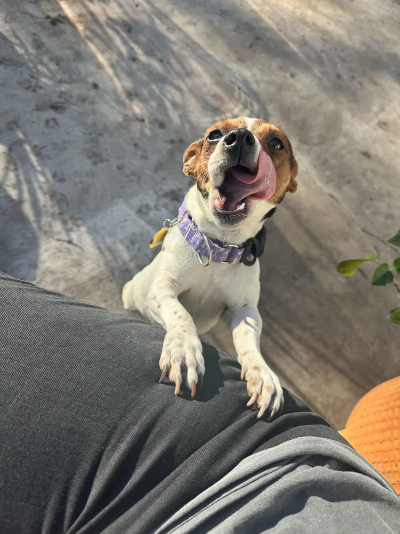 Penny Lane thumbnail 3