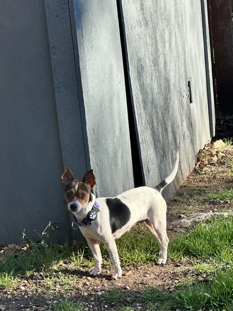 Penny Lane thumbnail 4