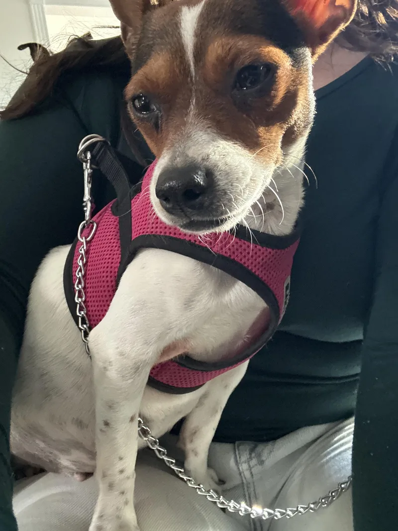 Penny Lane thumbnail 5