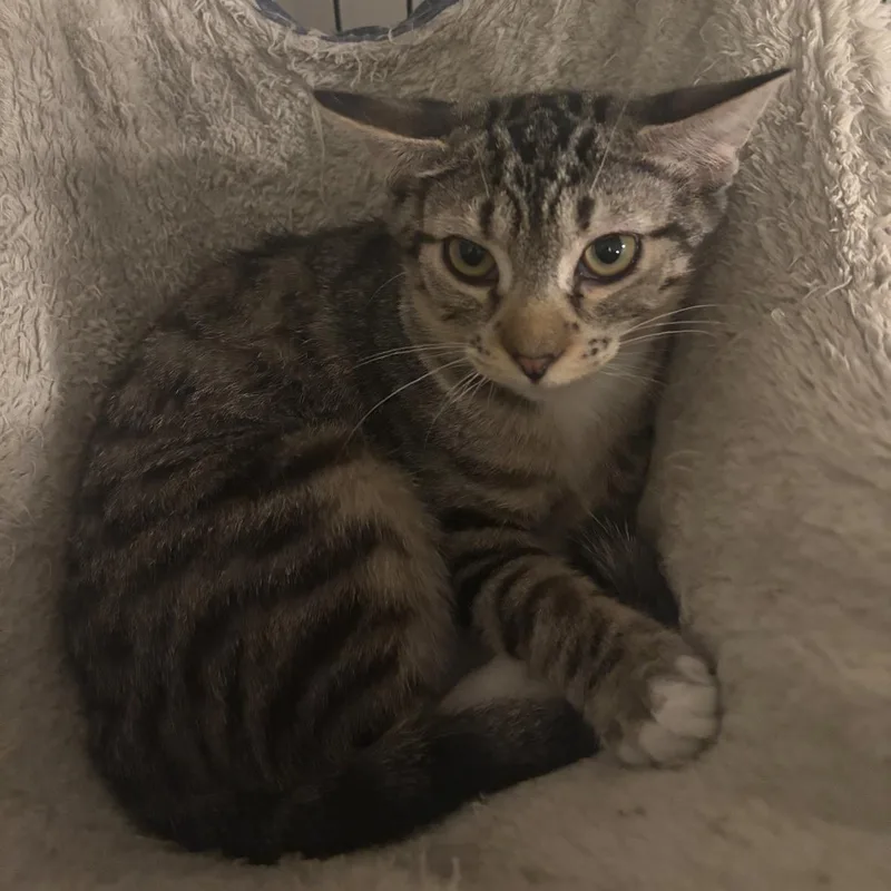 Garlic Bread thumbnail 2