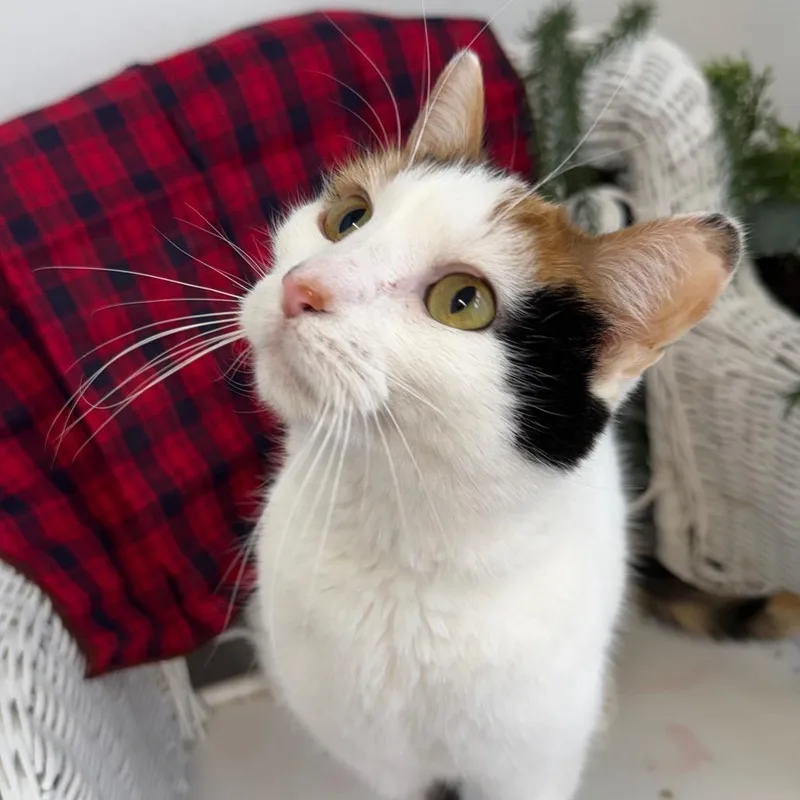 Goody Goody Gumdrop thumbnail 2