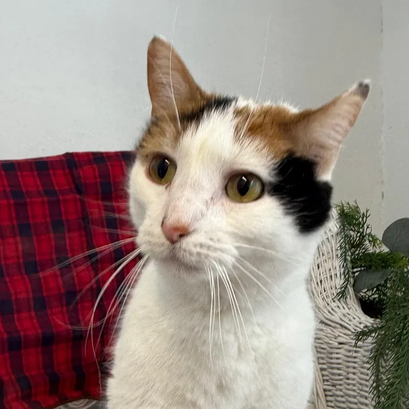 Goody Goody Gumdrop thumbnail 3