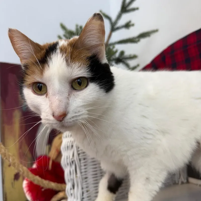 Goody Goody Gumdrop thumbnail 4